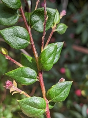 Grevillea mucronulata