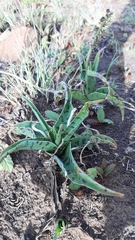 Ledebouria revoluta