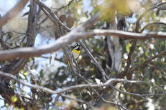 Falcunculus leucogaster