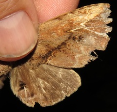 Naprepa pulcheria