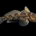 Round Goby - Photo (c) Alex R, some rights reserved (CC BY-NC), uploaded by Alex R