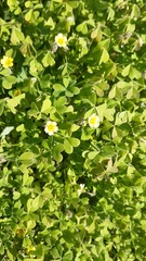 Oxalis laxa
