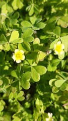 Oxalis laxa