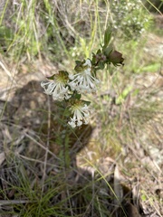 Pimelea linifolia linifolia