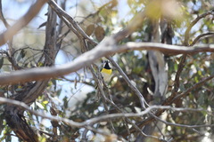 Falcunculus leucogaster