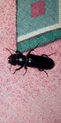 Polycaon
