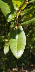Quercus parvula