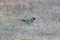 Barnardius zonarius semitorquatus