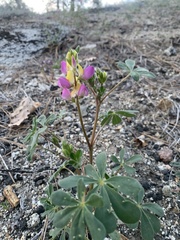 Lupinus stiversii