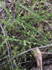 Galium australe