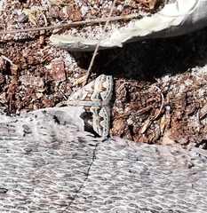 Dichromodes poecilotis