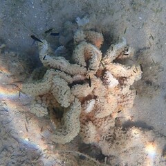 Duncanopsammia peltata