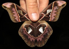 Rothschildia aurota