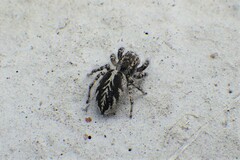 Pellenes peninsularis