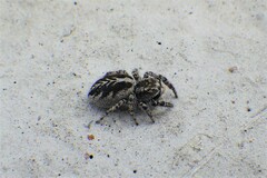 Pellenes peninsularis