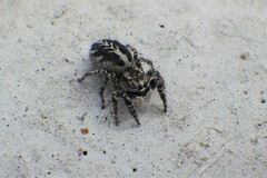 Pellenes peninsularis