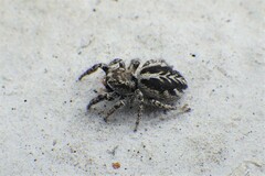 Pellenes peninsularis