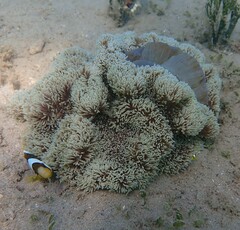 Stichodactyla gigantea