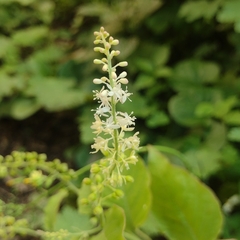 Rivina humilis