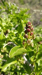 Anisomeria littoralis