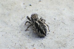 Pellenes peninsularis