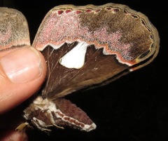 Rothschildia aurota