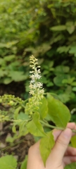 Rivina humilis
