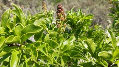 Anisomeria littoralis