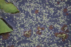 Azolla pinnata
