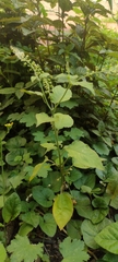 Rivina humilis