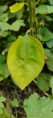Rivina humilis