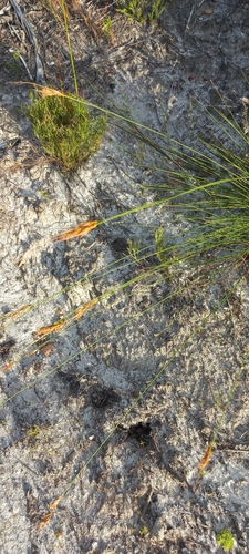 Compact Sedge (Schoenus compactus)
