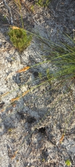 Compact Sedge (Schoenus compactus)