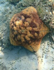 Culcita novaeguineae