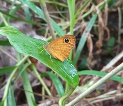 Ypthima sesara