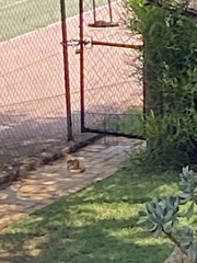 Cynictis penicillata