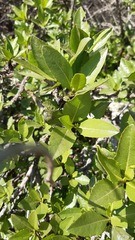 Flourensia thurifera