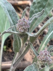Senecio aronicoides