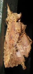 Naprepa pulcheria