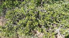 Flourensia thurifera