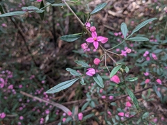 Boronia fraseri