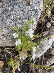 Stellaria pungens