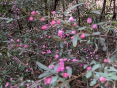 Boronia fraseri