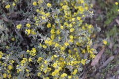 Hibbertia commutata