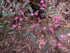 Boronia fraseri