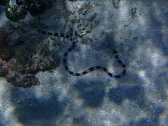 Myrichthys colubrinus