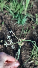 Kohautia amatymbica