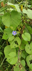 Ipomoea parasitica
