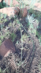 Kohautia amatymbica