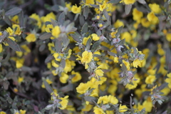 Hibbertia commutata